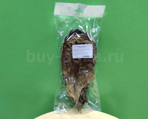Листья индийского миндаля