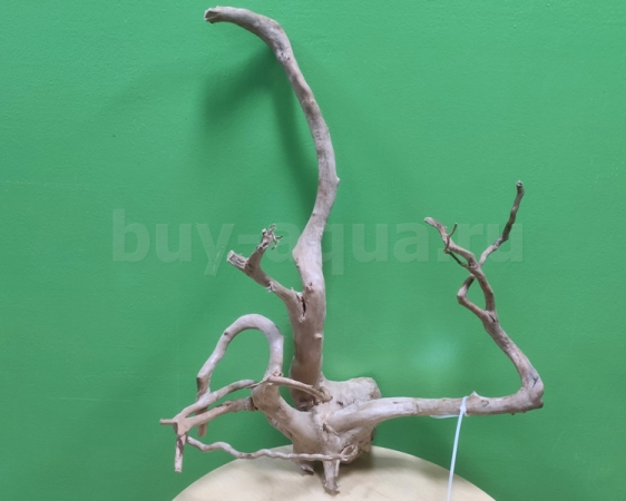 Коряга СакураНомер 479